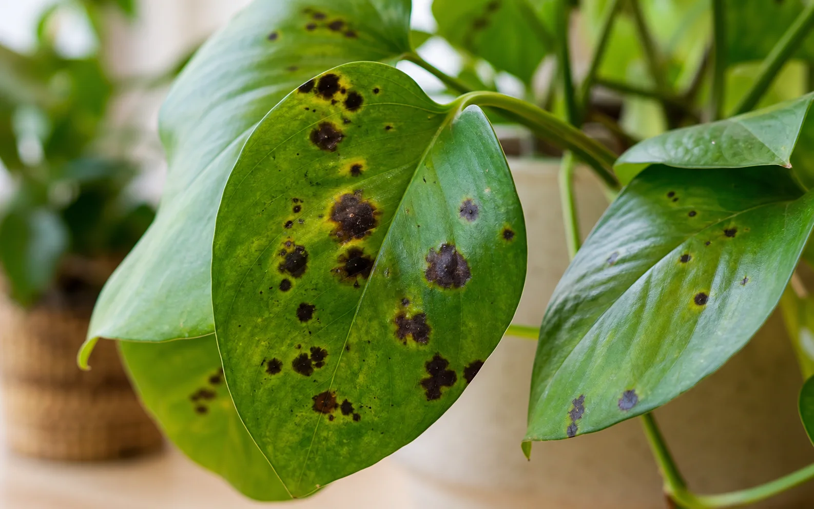 Black Spots on Leaves guide