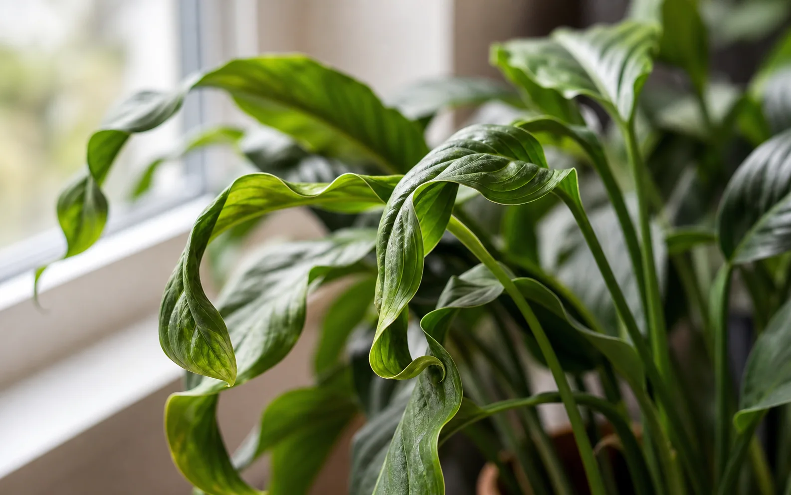 Leaves Curling guide