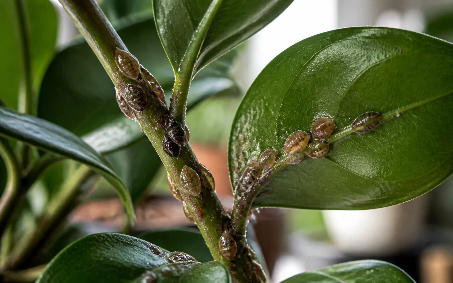 Scale Insects guide