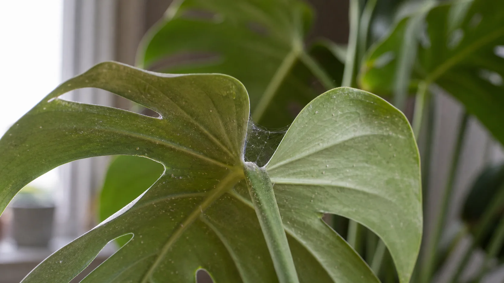 Spider Mites guide