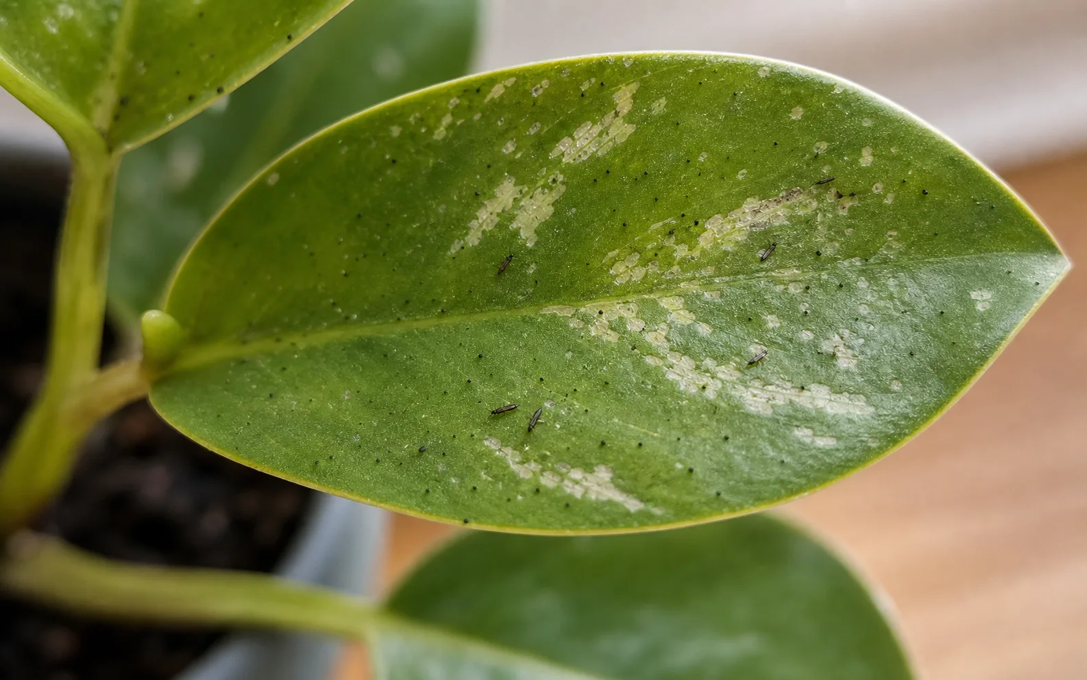 Thrips guide